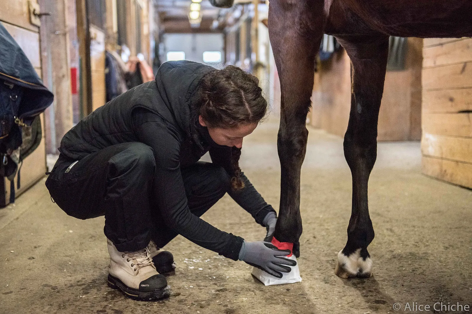 Poultice on a hoof. Cataplasme sur un sabot.