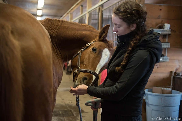 Cheval qui s'étire pour une friandise.