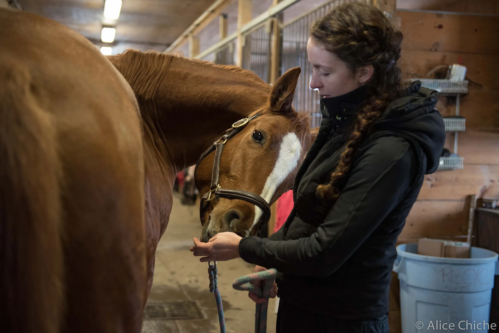 Horse stretching for a treat. Cheval qui s'étire pour une friandise.