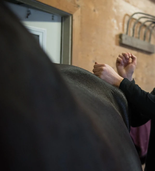 Percussion massage on a horse's croup.